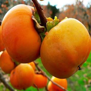 감나무[태추단감]R3CM(결실주분)조경수/정원수/묘목/A0015