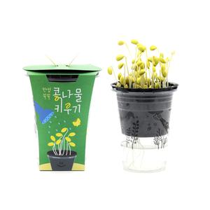 한컵쑥쑥 콩나물 키우기 재배 키트 초등학교 어린이집 유치원 
