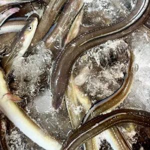 통영 바다장어/대장어 2kg (손질후 1400g내외/4-6미) +소스2종