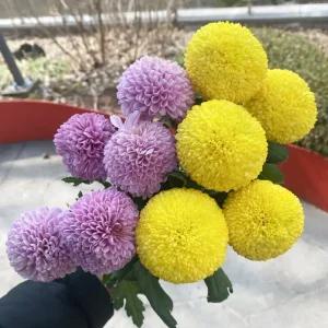 오후의 꽃 생화 퐁퐁국화 폼폰국화 소국 꽃배달 싼곳 양재꽃시장