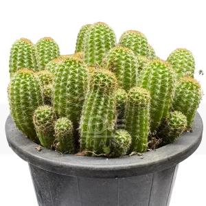 왕백단선인장(중품) 꽃피는 손가락 선인장 종류 식물 키우기 플랜테리어