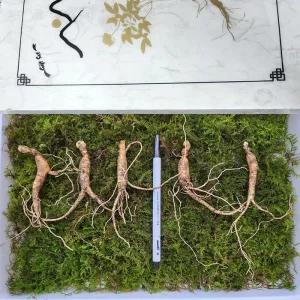 5-6년근 횡성 산양삼 선물세트 30뿌리 +보자기 가정용 강원도산양삼 강원도 산양 산삼