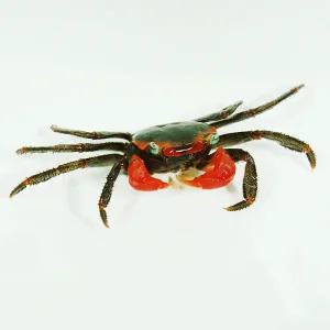 미니~대사이즈 도둑게+사료 스마일크랩 키우기 스마일게 도둑게사료