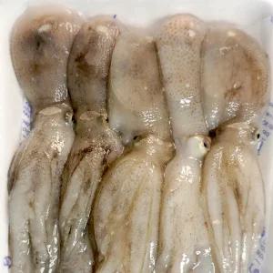 당일조업 서해안 생물 쭈꾸미 1kg