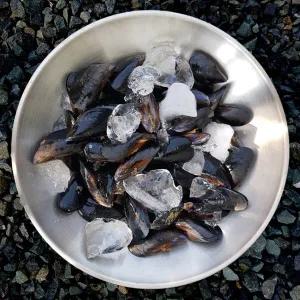 통영 홍합 10kg