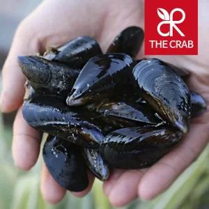 제철 홍합 3kg 여수 통영 손질 세척 다듬이 피홍합