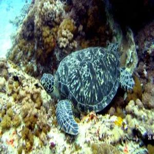 부산출발 가오슝 4일 #타이난 #소류구 #스노쿨링 #노쇼핑