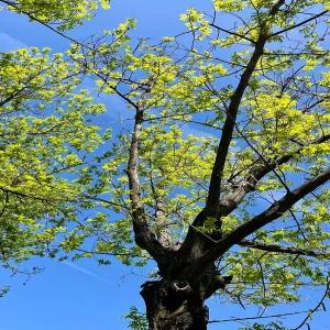 밧데리 호환 샤오미 드리미 V8 V9 V10 25.2V 교체용 리튬 배터리 V9P XR VVN3 VVN4 핸드헬드 무선 청소기 5