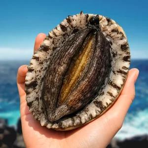 [황제 사이즈] 전남완도 산지 초특대 황제 전복 1kg (4~5미)