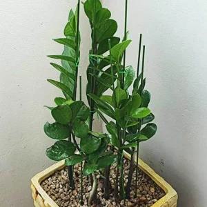 텃밭 화분 식물지지대 50cm 10P 토마토 지지대 오이 식물 지지대 화분 화초 오이 토마토