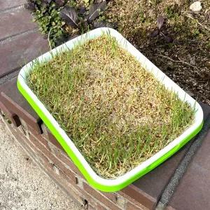 [골드스마일]새싹 씨앗 식물재배기 트레이 채소 식물 모종판