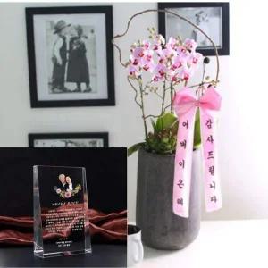 [콩심팥심]어버이날 부모님 크리스탈 감사패 + 꽃 화분선물세트