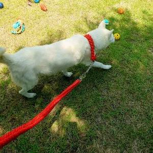 [콩심팥심]튼튼한 중형견 대형견 산책줄 목줄 리드줄