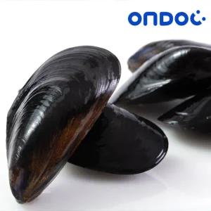 [롯데백화점]온도씨 [온도씨]손질세척 생 홍합 10kg