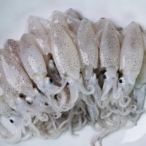 [식탁이야기] 당일조업 A급 선도 생물 호래기 꼴뚜기 회 횟감 500g