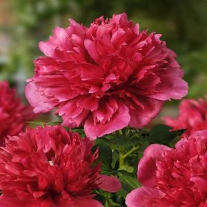 작약(매니해피리턴)(3~5촉)_뿌리묘(개화주)/꽃나무/조경수/정원수/묘목/A0882