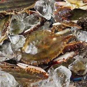 [산지직송]싱싱한 국산 활 숫꽃게 손질 간편 3kg (간장게장/탕용)