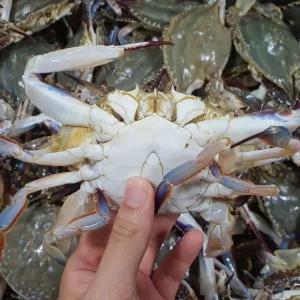 서해안 활 숫꽃게 1kg