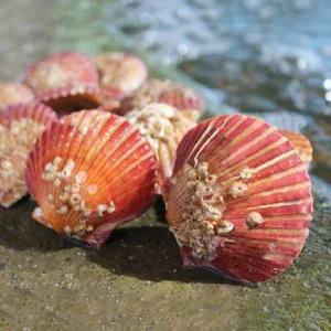 [신세계라이브쇼핑][오늘의바다] 국내산 가리비 2kg