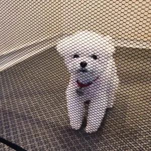 [콩심팥심]강아지 투명 그물 울타리 소형 안전문 아기울타리