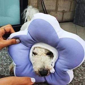 [콩심팥심]꽃피는 강아지 고양이 쿠션 넥카라 퍼플 L 깔대기
