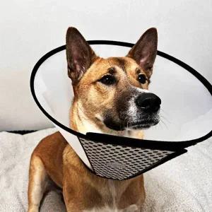 [콩심팥심]반투명 강아지 넥카라 깔대기 1호 강아지 플라스틱