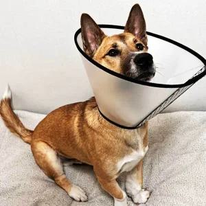 [콩심팥심]반투명 강아지 넥카라 깔대기 특대 플라스틱