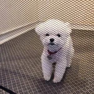 [콩심팥심]강아지 투명 그물 울타리 소형 아기안전문 강아지