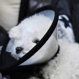 [콩심팥심]반투명 강아지 넥카라 깔대기 7호 깔대기 플라스틱