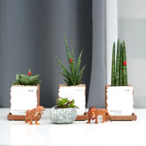 아침향기 미세먼지제거 빈티지시멘트화분 공기정화식물  스투키 모음전