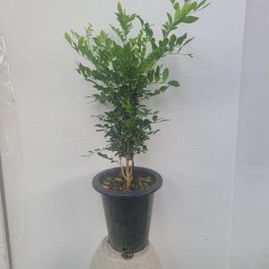 실내공기정화식물 인기 자스민 대형 오렌지자스민 60-80cm 349