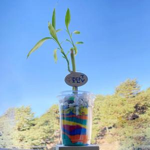 색채 놀이 교구 개운죽 색모래 화분 꾸미기 4인세트 아동발달 어린이선물 완구