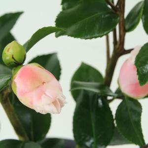 동백나무 소형 겨울꽃 향동백 예쁜꽃 겨울나무 인테리어 공기정화 호텔 매력 어학원