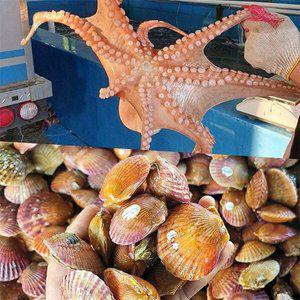 [자연맛남][산지직송] 전남 고흥 활문어1kg+가리비1kg 세트(문어3-4미/가리비25미내외)