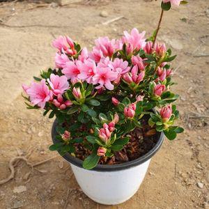 서양철쭉 방울 분홍 5치포트 1주 키움원예 조경수