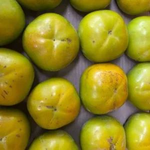 태추단감 접목묘목 1개