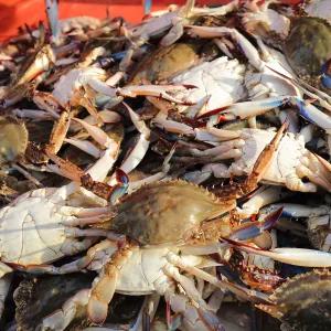 국내산 활 숫꽃게 서해 연평도 신진도 숯꽃게 2kg