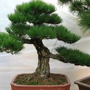 축하 퇴사 진급 개업 선물 개원 화분