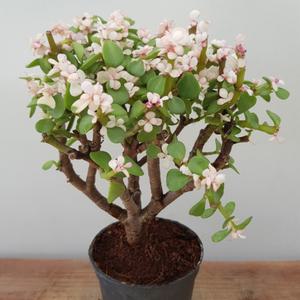 소나무길 핑크 컬러 아악무 중형 다육식물  실내장식  6018