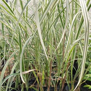 골드씨드 야생화 무늬억새 모종 4치포트 셀프조경 노지월동식물 전원주택조경 다년생식물