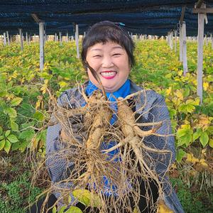국산 가정용 싱싱한 인삼 6년근 난발삼 8-12편 1kg