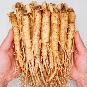 금산인삼 수삼 세척 4~6년근 원수삼 600g 18~24뿌리