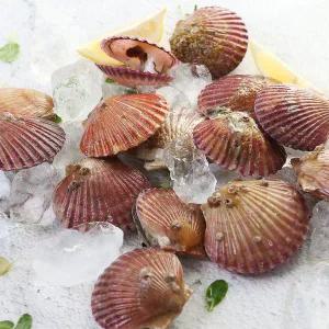 [친환경팔도][산지직송] 당일조업 통영 제철 홍가리비 1kg