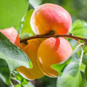 살구나무 묘목 왕살구나무 3년생 결실주