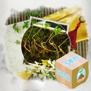 [강원산삼초] 국내산 신선 산양삼 5년근 5주