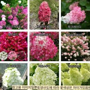 선데이프레이즈 목수국 묘목 4치장 포트 묘목 개화주 유럽수국 정원용 꽃나무 (목하원예조경)