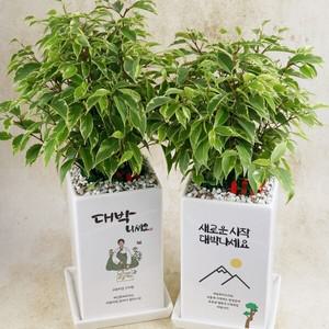 대박을 바라는 대박기원 캘리그라피 메세지화분 3종(택1)