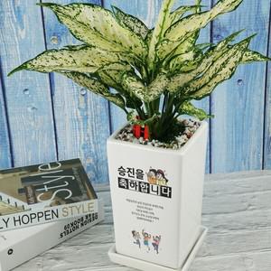 축하의 마음을 전하는 축하 캘리그라피 메세지화분 3종(택1)