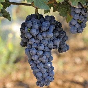 머루포도 개량머루 유실수 과실 포도 나무 결실주 화분