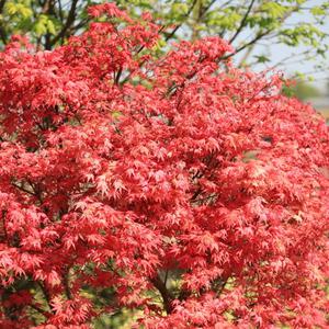 수입 고급단풍나무 묘목 2년생 P10.5포트묘 베니마이코 오렌지드림 상코가쿠 아트로퍼퓨리엄 공원수 정원수